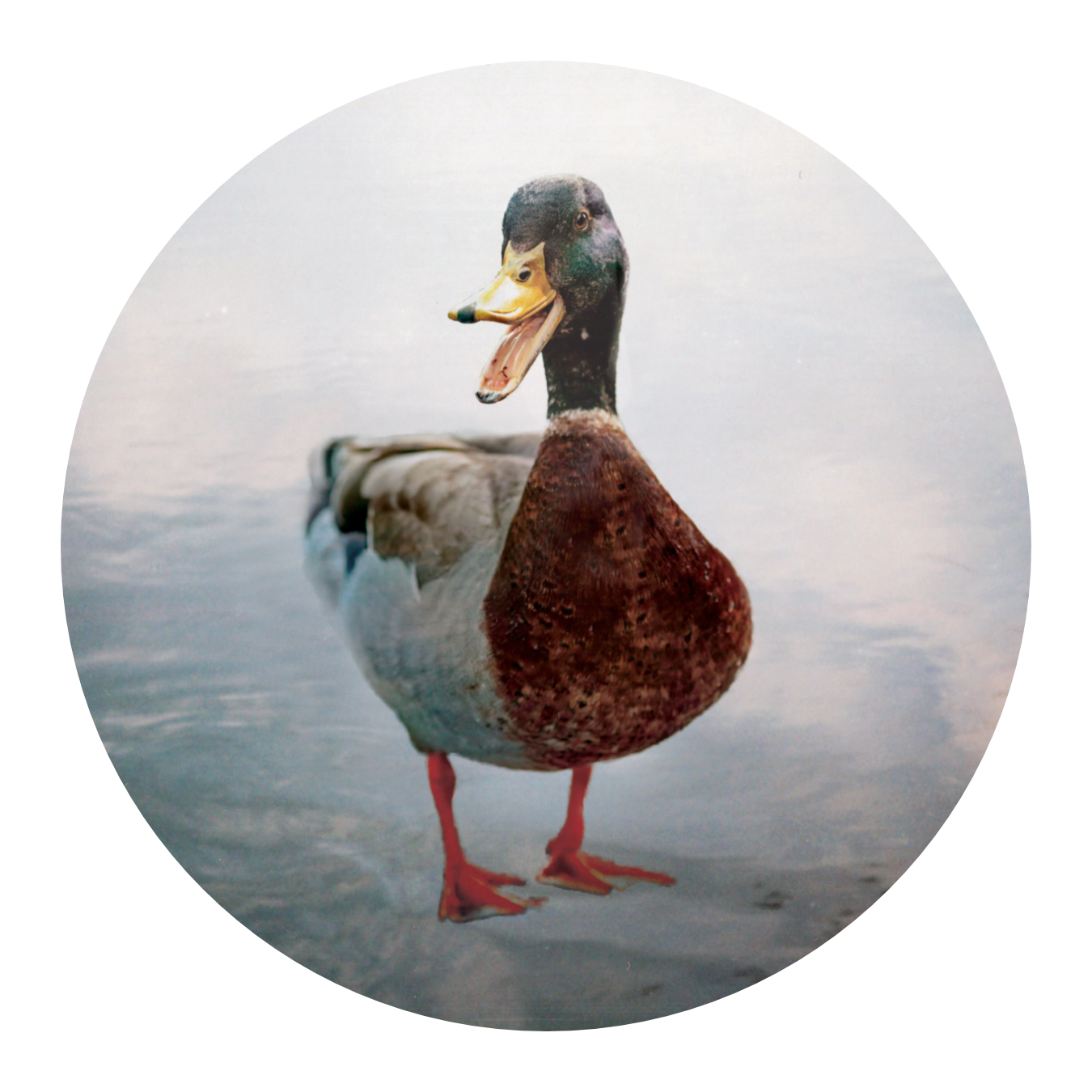 Grooming Dept Shaving Soap, Mallard Corretto