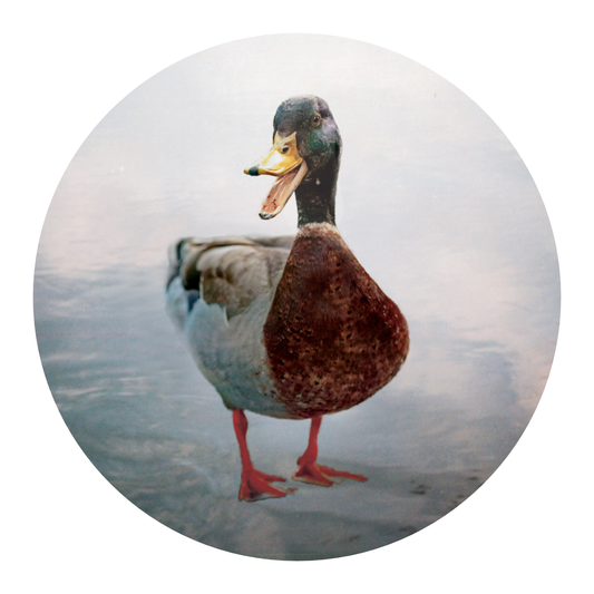 Grooming Dept Shaving Soap, Mallard Corretto