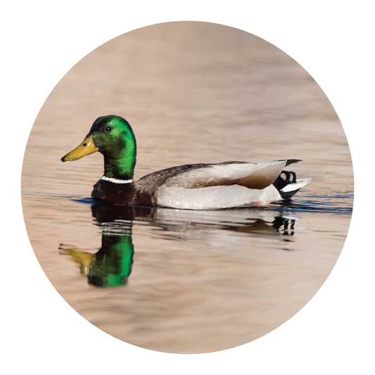 Grooming Dept Shaving Soap, Mallard Kulfi